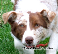 Astra Jigsaw, red tricolour Merle Border Collie